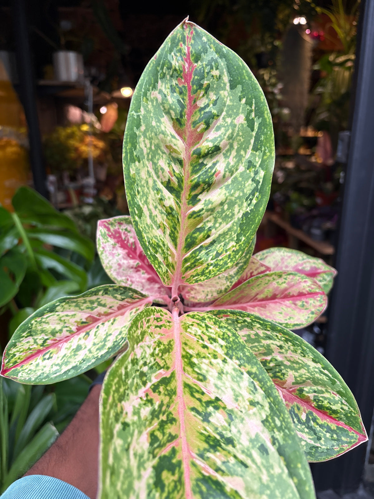 Aglaonema Painted Celebration also known as a Chinese Evergreen plant in front of Urban Tropicana’s plant shop in Chiswick, London