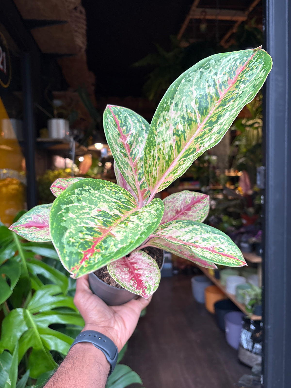 Aglaonema Painted Celebration also known as a Chinese Evergreen plant in front of Urban Tropicana’s plant shop in Chiswick, London