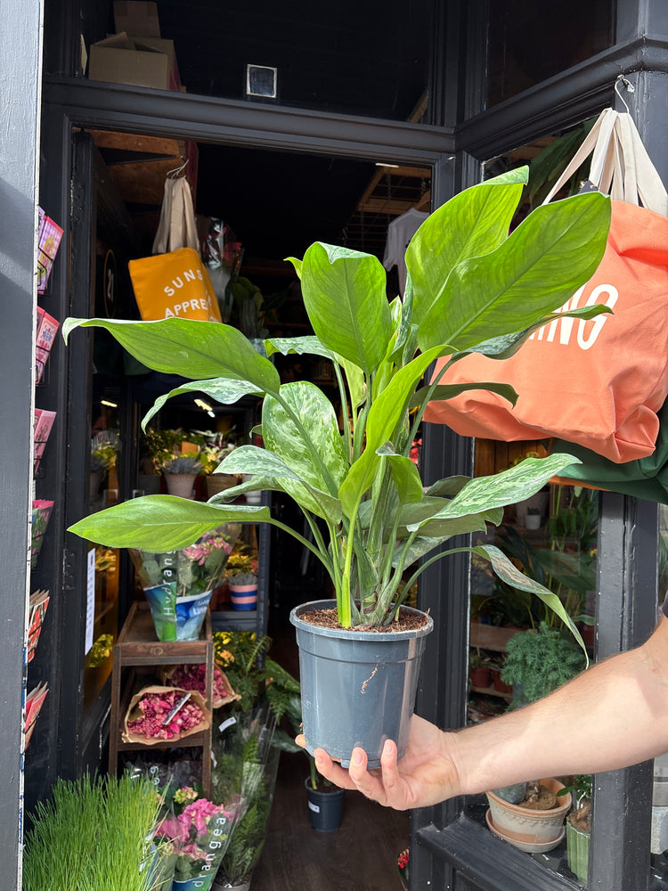 Aglaonema ‘Painted Princess’, a plant featuring striking green leaves standing near the entrance of Urban Tropicana’s Plant Shop, Chiswick, London.