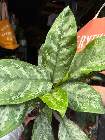 Aglaonema ‘Painted Princess’, a plant featuring striking green leaves standing near the entrance of Urban Tropicana’s Plant Shop, Chiswick, London.