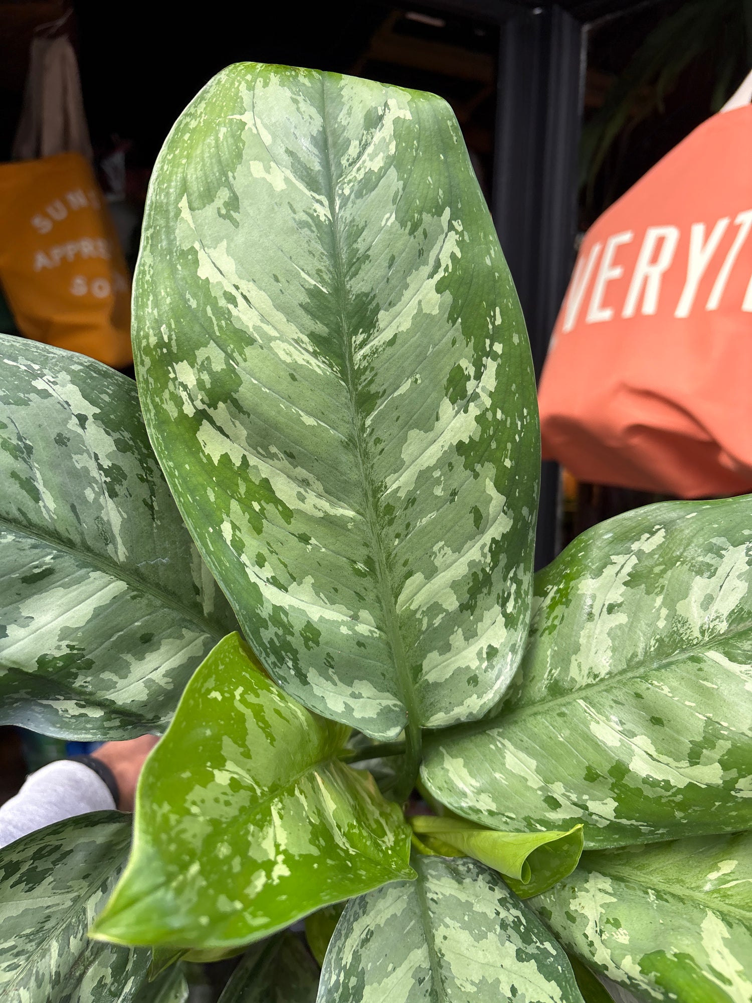 Aglaonema ‘Painted Princess’, a plant featuring striking green leaves standing near the entrance of Urban Tropicana’s Plant Shop, Chiswick, London.