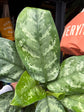 Aglaonema ‘Painted Princess’, a plant featuring striking green leaves standing near the entrance of Urban Tropicana’s Plant Shop, Chiswick, London.