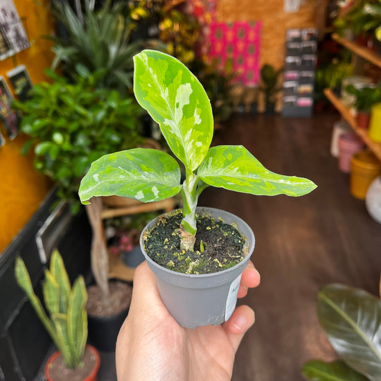An Aglaonema Pictus Tricolour plant also known as a Tricolour Chinese Evergreen in front of Urban Tropicana&