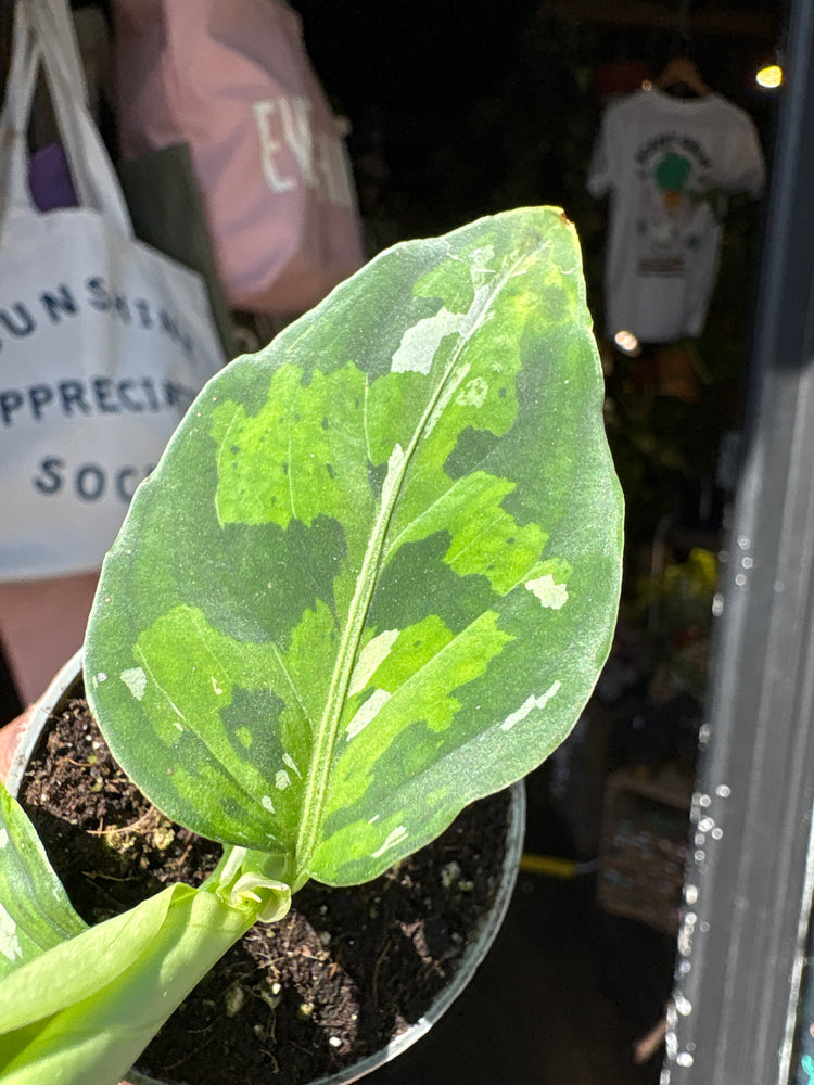 An Aglaonema Pictus Tricolour plant also known as a Tricolour Chinese Evergreen in front of Urban Tropicana&