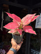 Aglaonema ‘Pink’ houseplant outside Urban Tropicana plant shop in Chiswick, London