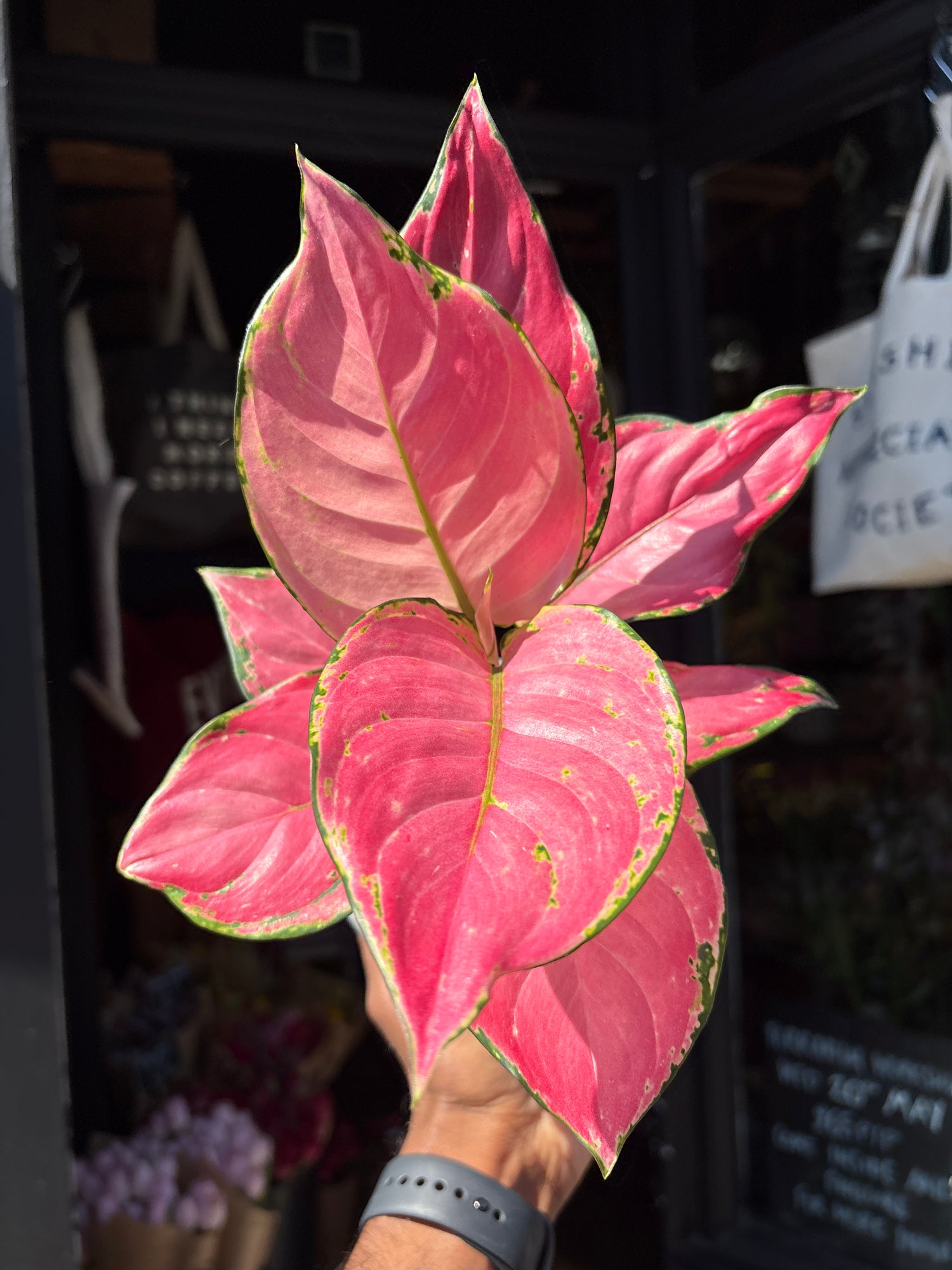 Aglaonema ‘Pink’ houseplant outside Urban Tropicana plant shop in Chiswick, London