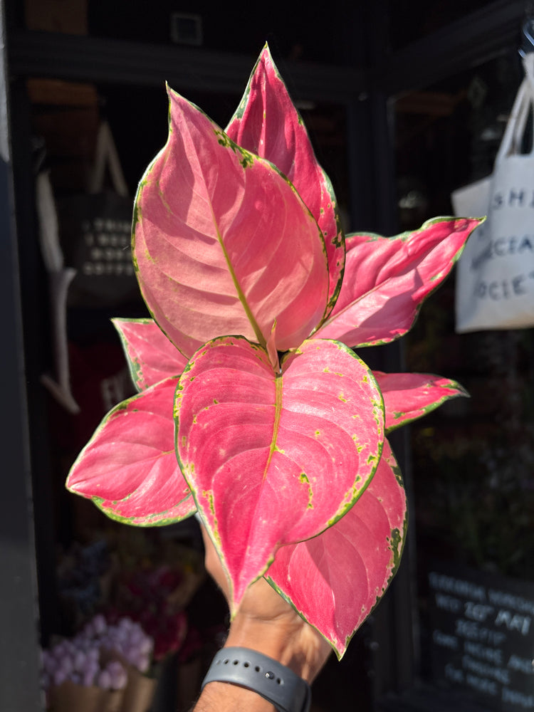 Aglaonema ‘Pink’ houseplant outside Urban Tropicana plant shop in Chiswick, London