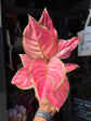 Aglaonema ‘Pink’ houseplant outside Urban Tropicana plant shop in Chiswick, London