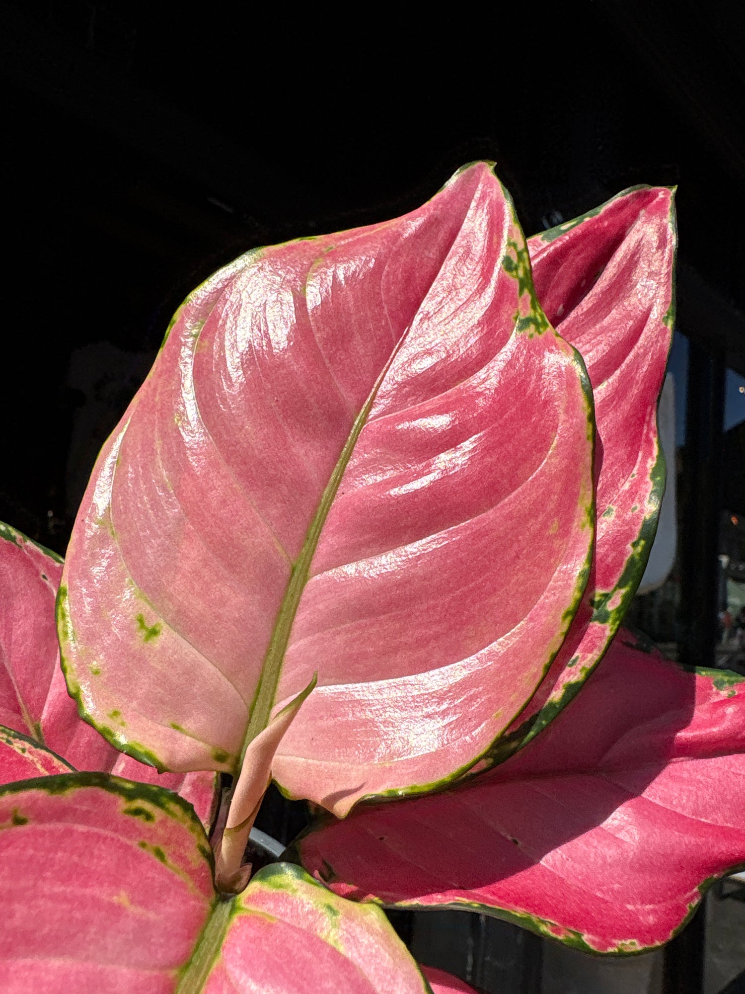 Aglaonema ‘Pink’ houseplant outside Urban Tropicana plant shop in Chiswick, London