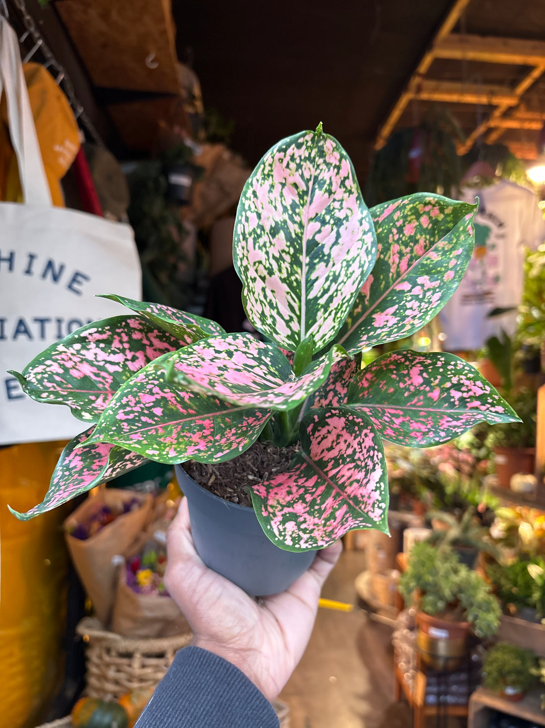 Aglaonema Pink Leopard in 12cm pot outside Urban Tropicana plant shop in Chiswick, London
