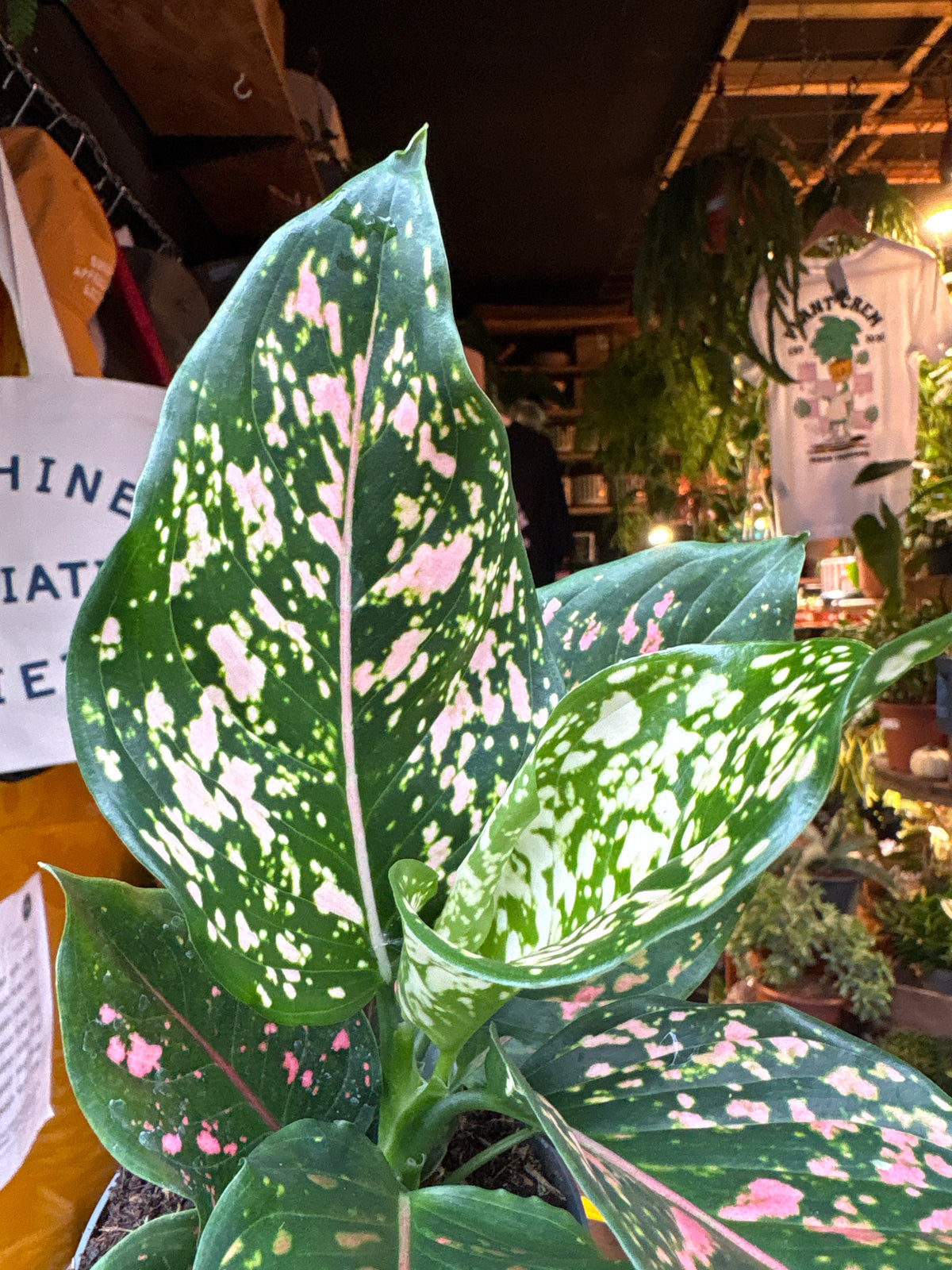Aglaonema Pink Leopard in 12cm pot outside Urban Tropicana plant shop in Chiswick, London