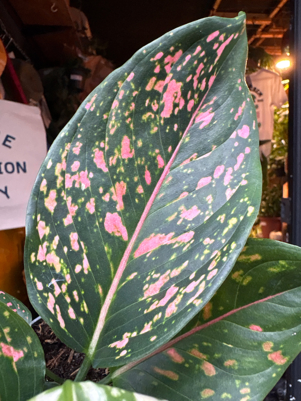 Aglaonema Pink Leopard in 12cm pot outside Urban Tropicana plant shop in Chiswick, London