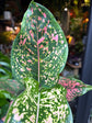 An Aglaonema Pink Leopard plant in front of Urban Tropicana’s plant shop in Chiswick London 