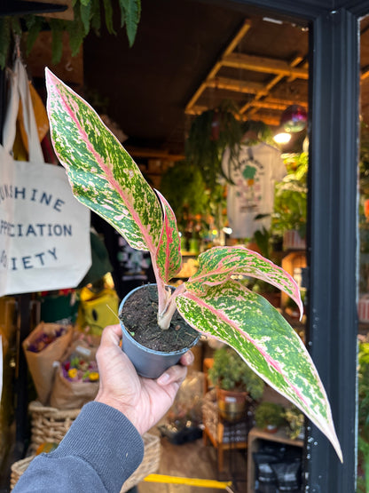 Aglaonema Prestige in 9cm pot outside Urban Tropicana plant shop in Chiswick, London