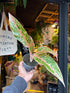 Aglaonema Prestige in 9cm pot outside Urban Tropicana plant shop in Chiswick, London