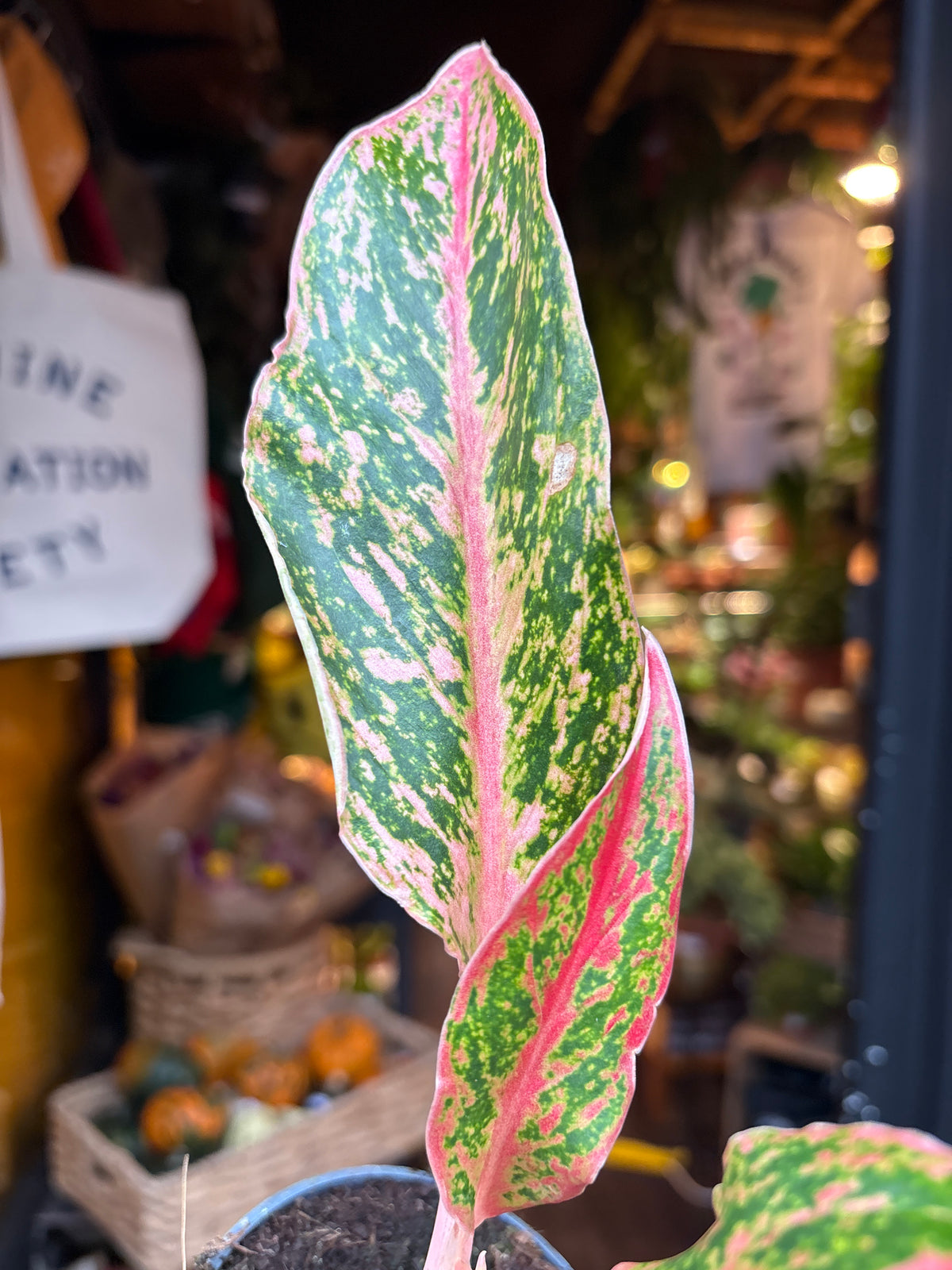 Aglaonema Prestige in 9cm pot outside Urban Tropicana plant shop in Chiswick, London