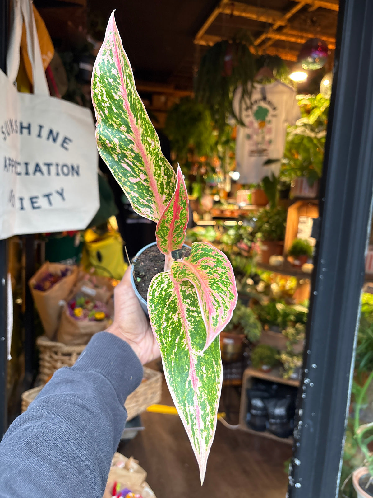 Aglaonema Prestige in 9cm pot outside Urban Tropicana plant shop in Chiswick, London