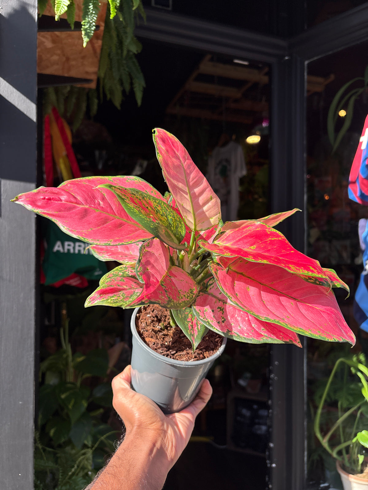 Aglaonema ‘Red Valentine’ houseplant in 12cm pot outside Urban Tropicana plant shop in Chiswick, London