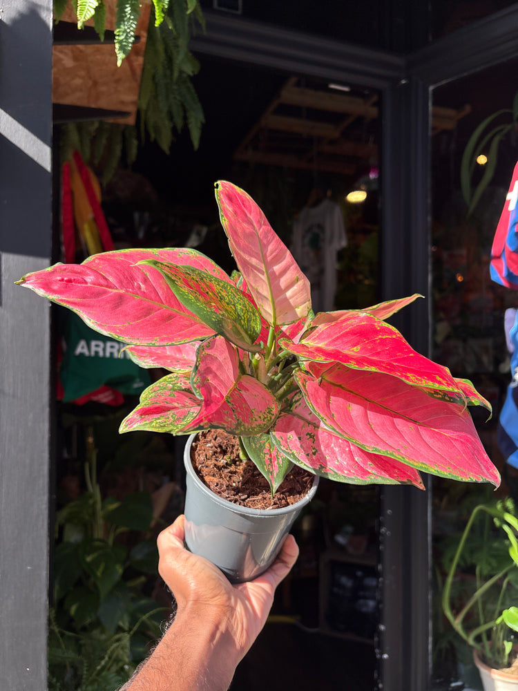 Aglaonema ‘Red Valentine’ houseplant in 12cm pot outside Urban Tropicana plant shop in Chiswick, London
