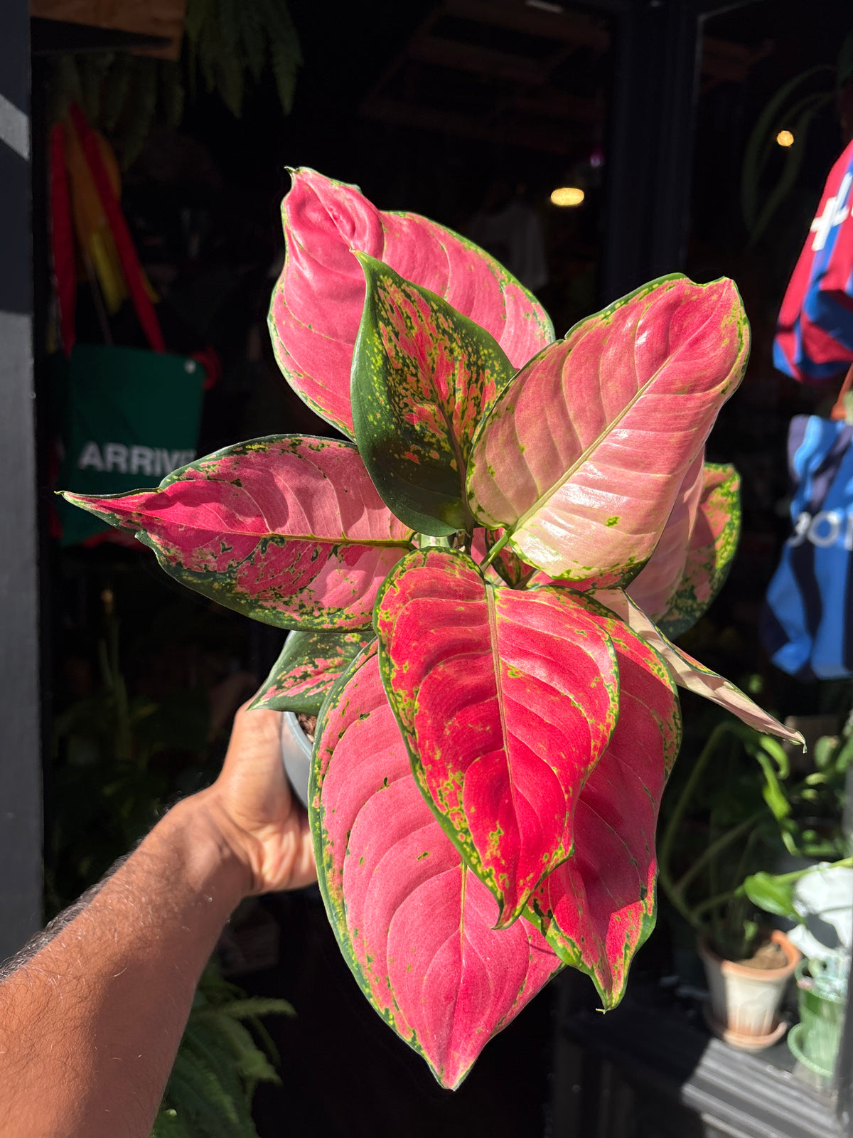 Aglaonema ‘Red Valentine’ houseplant in 12cm pot outside Urban Tropicana plant shop in Chiswick, London
