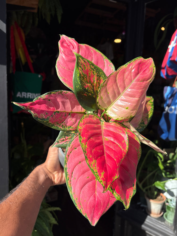 Aglaonema ‘Red Valentine’ houseplant in 12cm pot outside Urban Tropicana plant shop in Chiswick, London