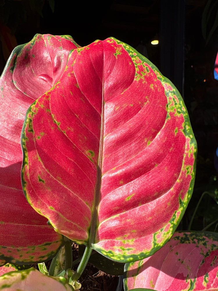 Aglaonema ‘Red Valentine’ houseplant in 12cm pot outside Urban Tropicana plant shop in Chiswick, London