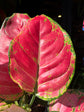 Aglaonema ‘Red Valentine’ houseplant in 12cm pot outside Urban Tropicana plant shop in Chiswick, London