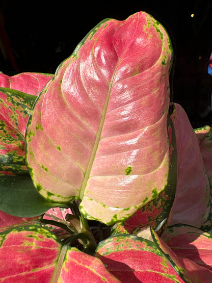 Aglaonema ‘Red Valentine’ houseplant in 12cm pot outside Urban Tropicana plant shop in Chiswick, London