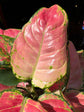 Aglaonema ‘Red Valentine’ houseplant in 12cm pot outside Urban Tropicana plant shop in Chiswick, London