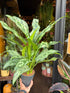 Aglaonema ‘Romeo’ in front of Urban Tropicana’s Plant Shop in Chiswick London