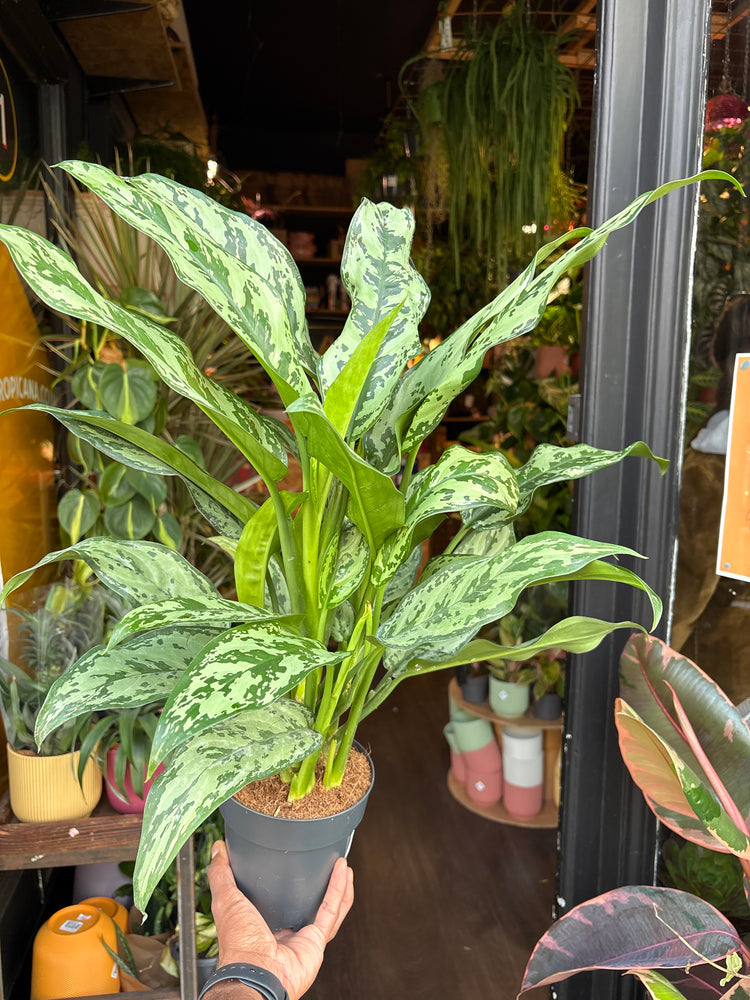 Aglaonema ‘Romeo’ in front of Urban Tropicana’s Plant Shop in Chiswick London