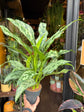 Aglaonema ‘Romeo’ in front of Urban Tropicana’s Plant Shop in Chiswick London