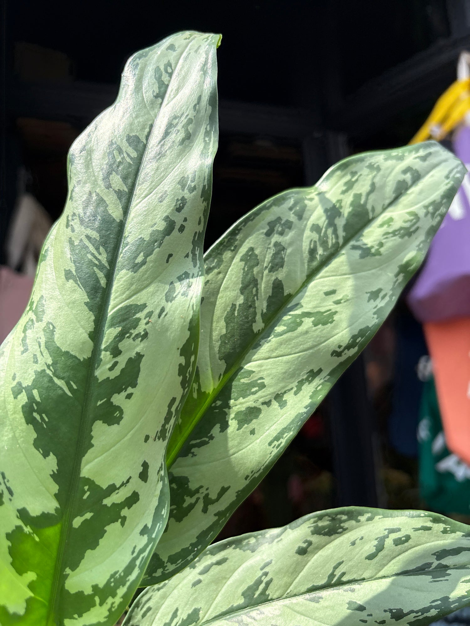 Aglaonema ‘Romeo’  in front of Urban Tropicana’s Plant Shop in Chiswick London