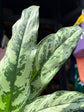 Aglaonema ‘Romeo’  in front of Urban Tropicana’s Plant Shop in Chiswick London
