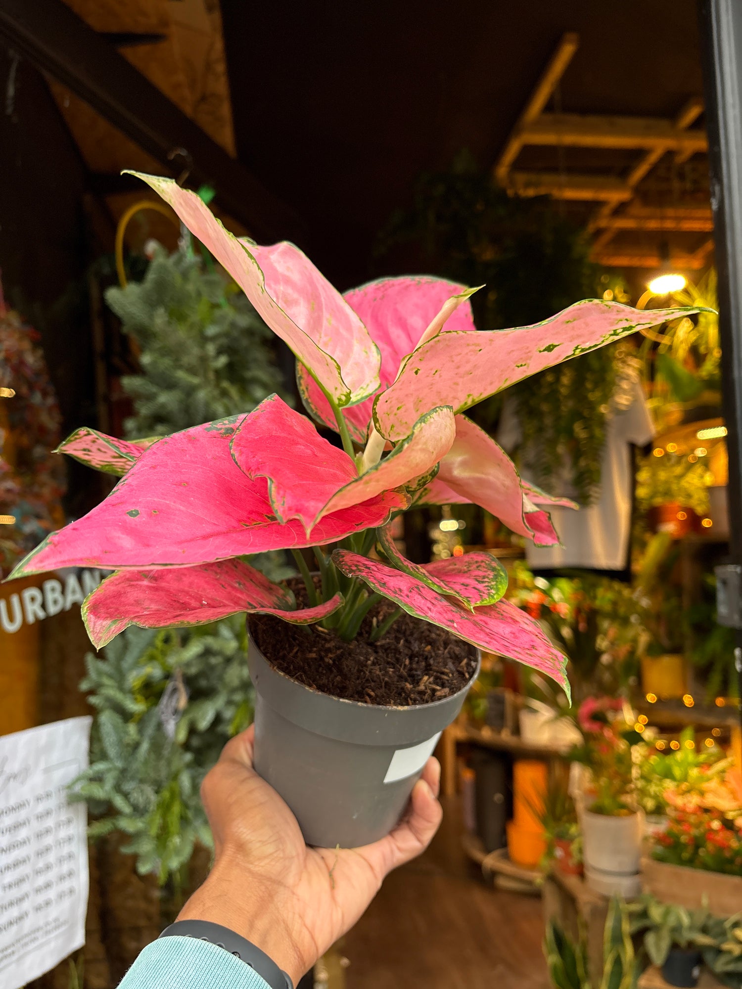 An Aglaonema Rose Red in front of Urban Tropicana’s Plant Shop in Chiswick London