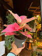 An Aglaonema Rose Red in front of Urban Tropicana’s Plant Shop in Chiswick London