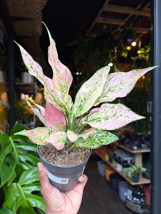 An Aglaonema Rosy plant in front of Urban Tropicana’s Plant Shop in Chiswick London