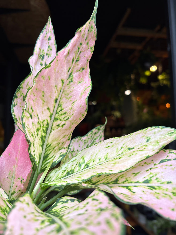 An Aglaonema Rosy plant in front of Urban Tropicana’s Plant Shop in Chiswick London