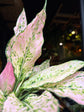 An Aglaonema Rosy plant in front of Urban Tropicana’s Plant Shop in Chiswick London