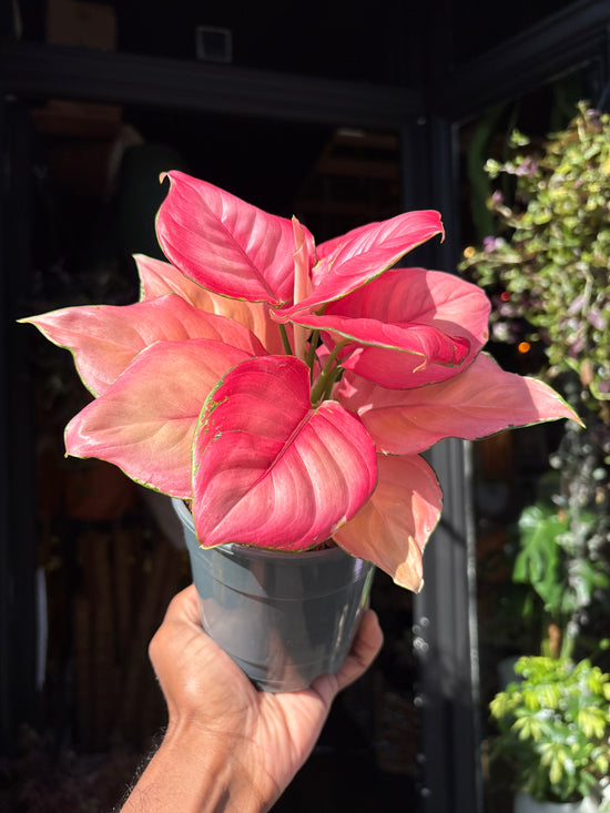 Aglaonema ‘Ruby Red’ houseplant outside Urban Tropicana plant shop in Chiswick, London