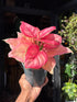 Aglaonema ‘Ruby Red’ houseplant outside Urban Tropicana plant shop in Chiswick, London