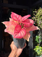 Aglaonema ‘Ruby Red’ houseplant outside Urban Tropicana plant shop in Chiswick, London