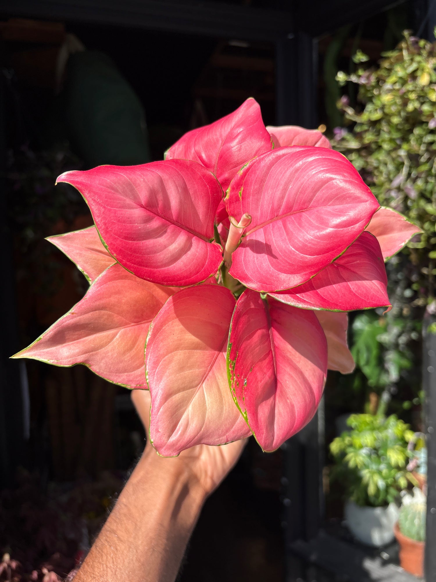 Aglaonema ‘Ruby Red’ houseplant outside Urban Tropicana plant shop in Chiswick, London