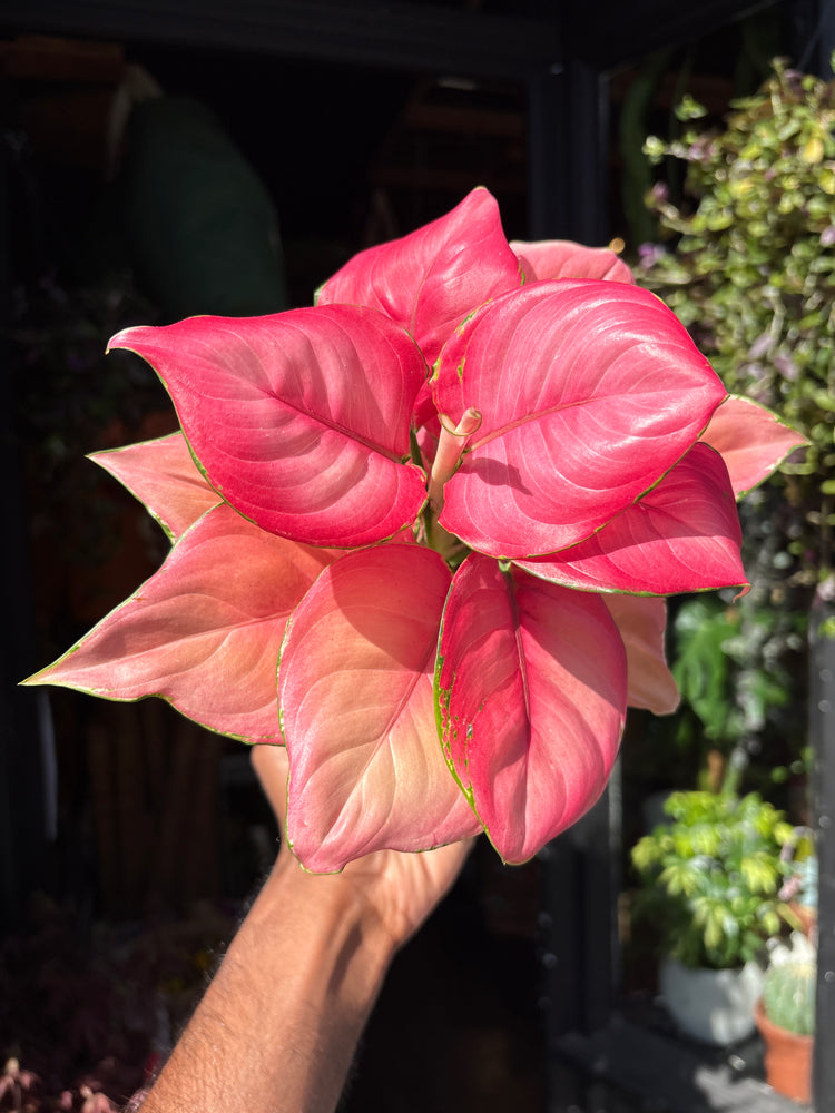 Aglaonema ‘Ruby Red’ houseplant outside Urban Tropicana plant shop in Chiswick, London