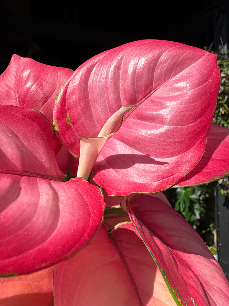 Aglaonema ‘Ruby Red’ houseplant outside Urban Tropicana plant shop in Chiswick, London
