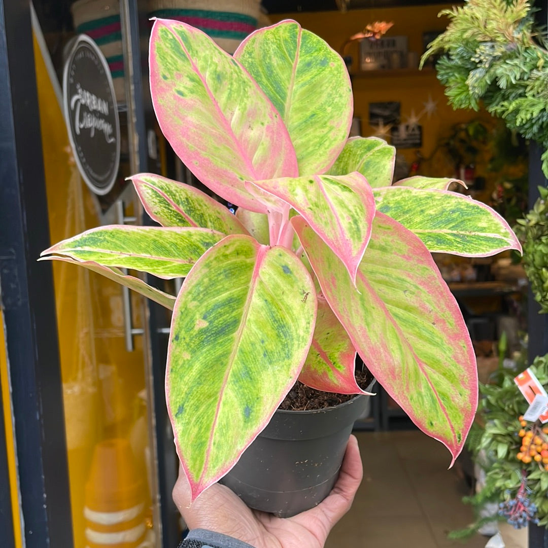 A Aglaonema Salmon Fantasy plant also known as a Chinese Evergreen in front of Urban Tropicana&