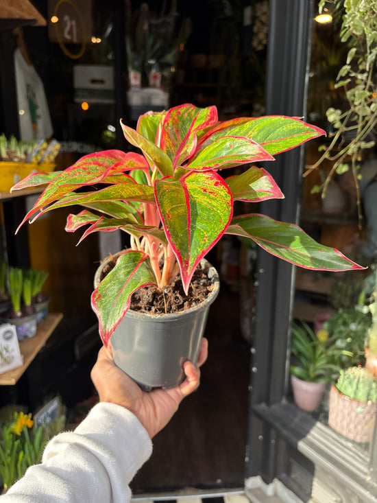 An Aglaonema Siam Red plant in front of Urban Tropicana’s Plant Shop in Chiswick London