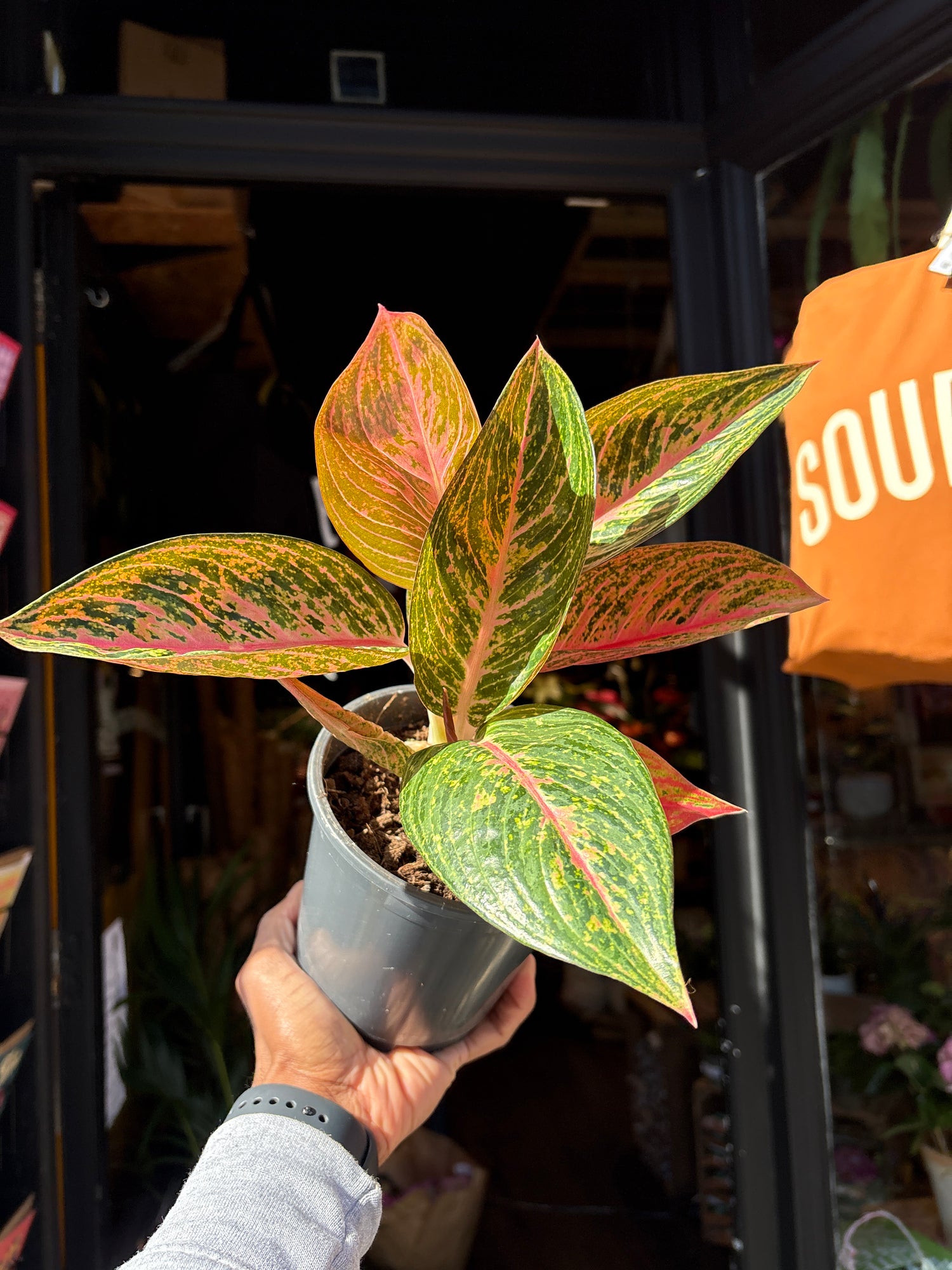 Aglaonema ‘Starshine’ with broad green leaves patterned with light pink variegation, displayed in a nursery pot at Urban Tropicana plant shop, Chiswick, London