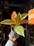 Aglaonema ‘Starshine’ with broad green leaves patterned with light pink variegation, displayed in a nursery pot at Urban Tropicana plant shop, Chiswick, London