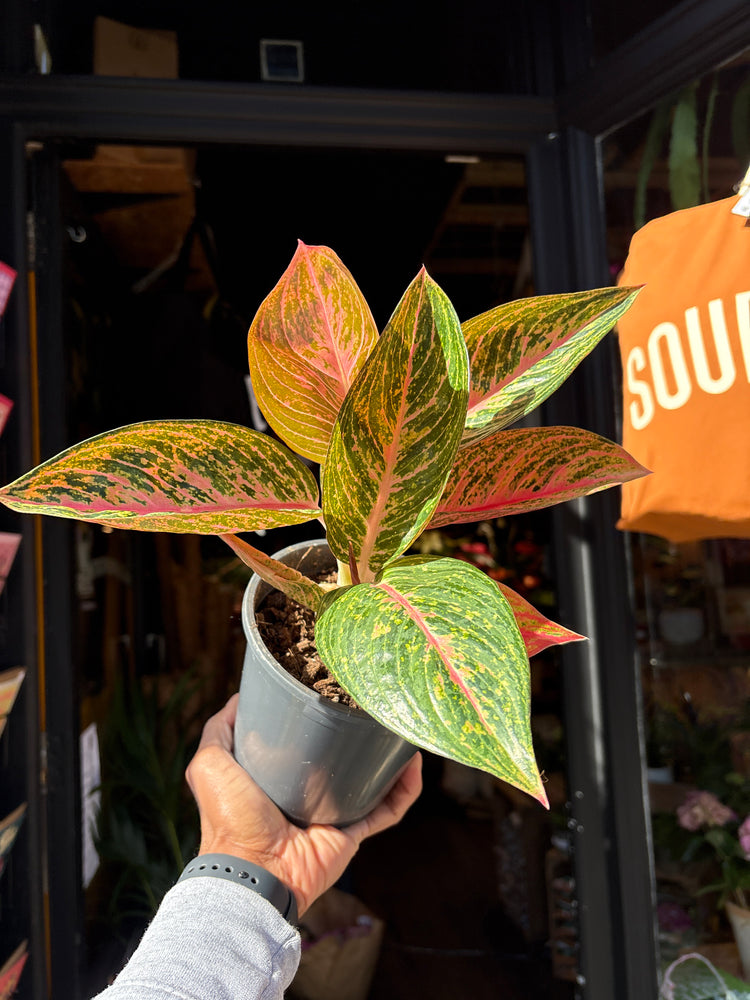Aglaonema ‘Starshine’ with broad green leaves patterned with light pink variegation, displayed in a nursery pot at Urban Tropicana plant shop, Chiswick, London